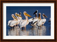 Group of White Pelican birds in the water, Lake Nakuru, Kenya Fine Art Print