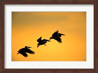 White Pelican birds, Lake Manyara National Park, Tanzania Fine Art Print