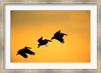 White Pelican birds, Lake Manyara National Park, Tanzania Fine Art Print