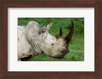 Head of a White Rhinoceros, Lake Nakuru National Park, Kenya Fine Art Print