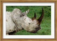 Head of a White Rhinoceros, Lake Nakuru National Park, Kenya Fine Art Print