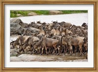 Wildebeest herd wildlife, Serengeti NP, Tanzania Fine Art Print