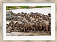 Wildebeest herd wildlife, Serengeti NP, Tanzania Fine Art Print
