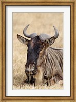 Wildebeest resting, Ngorongoro Crater, Tanzania Fine Art Print