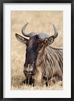 Wildebeest resting, Ngorongoro Crater, Tanzania Fine Art Print