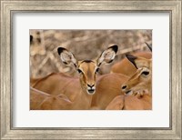 Wildlife, Female Impala, Samburu Game Reserve, Kenya Fine Art Print