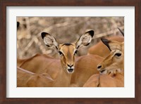 Wildlife, Female Impala, Samburu Game Reserve, Kenya Fine Art Print