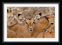 Wildlife, Female Impala, Samburu Game Reserve, Kenya Fine Art Print