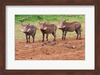 Warthog, Aberdare National Park, Kenya Fine Art Print