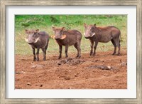 Warthog, Aberdare National Park, Kenya Fine Art Print