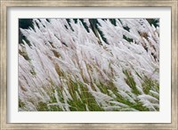 Wild dogtail grasses swaying in wind, Bhutan Fine Art Print