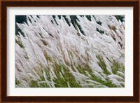 Wild dogtail grasses swaying in wind, Bhutan Fine Art Print