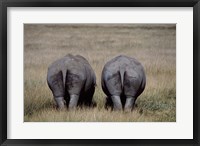 White Rhinos in Lake Nakuru National Park, Kenya Fine Art Print