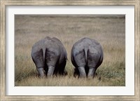 White Rhinos in Lake Nakuru National Park, Kenya Fine Art Print
