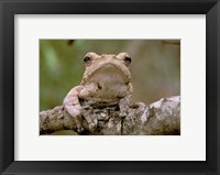 Tree Frog, Phinda Reserve, South Africa Fine Art Print