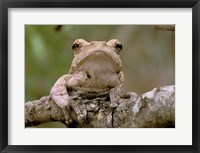 Tree Frog, Phinda Reserve, South Africa Fine Art Print