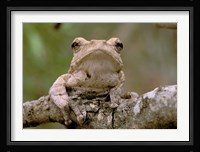 Tree Frog, Phinda Reserve, South Africa Fine Art Print