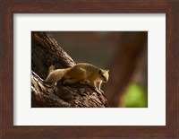 Tree squirrel, Okavango Delta, Botswana, Africa Fine Art Print