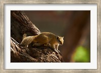 Tree squirrel, Okavango Delta, Botswana, Africa Fine Art Print
