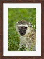 Vervet Monkey, Chlorocebus pygerythrus, Kruger NP, South Africa Fine Art Print