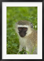 Vervet Monkey, Chlorocebus pygerythrus, Kruger NP, South Africa Fine Art Print