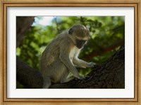 Vervet monkey, Victoria Falls, Zimbabwe, Africa Fine Art Print