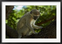 Vervet monkey, Victoria Falls, Zimbabwe, Africa Fine Art Print