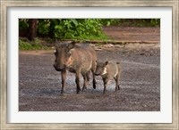 Warthog and babies, Chobe Safari Lodge, Kasane, Botswana, Africa Fine Art Print