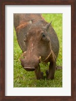 Warthog, Kruger National Park, South Africa Fine Art Print
