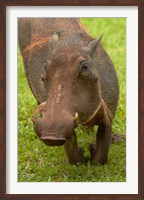 Warthog, Kruger National Park, South Africa Fine Art Print