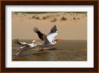White Pelicans, Sandwich Harbor, Namib-Naukluft, Namibia Fine Art Print