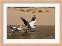 White Pelicans, Sandwich Harbor, Namib-Naukluft, Namibia Fine Art Print