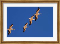 White Pelicans in the sky, Sandwich Harbor, Namibia Fine Art Print
