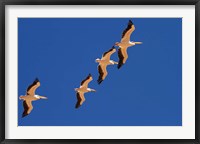 White Pelicans in the sky, Sandwich Harbor, Namibia Fine Art Print