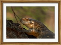 White-throated monitor, Kruger NP, South Africa Fine Art Print