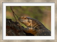White-throated monitor, Kruger NP, South Africa Fine Art Print