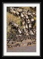 Wildebeest crossing river Mara, Maasai Mara Wildlife Reserve, Kenya Fine Art Print