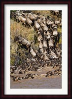 Wildebeest crossing river Mara, Maasai Mara Wildlife Reserve, Kenya Fine Art Print