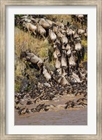 Wildebeest crossing river Mara, Maasai Mara Wildlife Reserve, Kenya Fine Art Print
