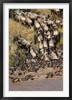 Wildebeest crossing river Mara, Maasai Mara Wildlife Reserve, Kenya Fine Art Print
