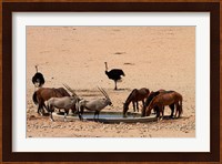 Wildlife at Garub waterhole, Namib-Naukluft NP, Namibia, Africa. Fine Art Print