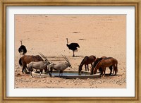 Wildlife at Garub waterhole, Namib-Naukluft NP, Namibia, Africa. Fine Art Print