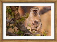Vervet monkey and infant, Okavango Delta, Botswana Fine Art Print