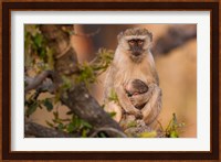 Vervet monkey and infant, Okavango Delta, Botswana Fine Art Print