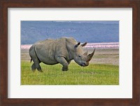 White Rhinoceros and Lesser Flamingos, Lake Nakuru National Park, Kenya Fine Art Print
