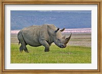 White Rhinoceros and Lesser Flamingos, Lake Nakuru National Park, Kenya Fine Art Print