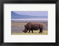 White Rhinoceros, Lake Nakuru National Park, Kenya Fine Art Print