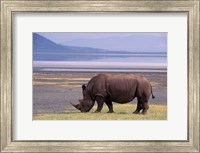 White Rhinoceros, Lake Nakuru National Park, Kenya Fine Art Print