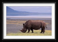 White Rhinoceros, Lake Nakuru National Park, Kenya Fine Art Print