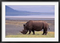 White Rhinoceros, Lake Nakuru National Park, Kenya Fine Art Print